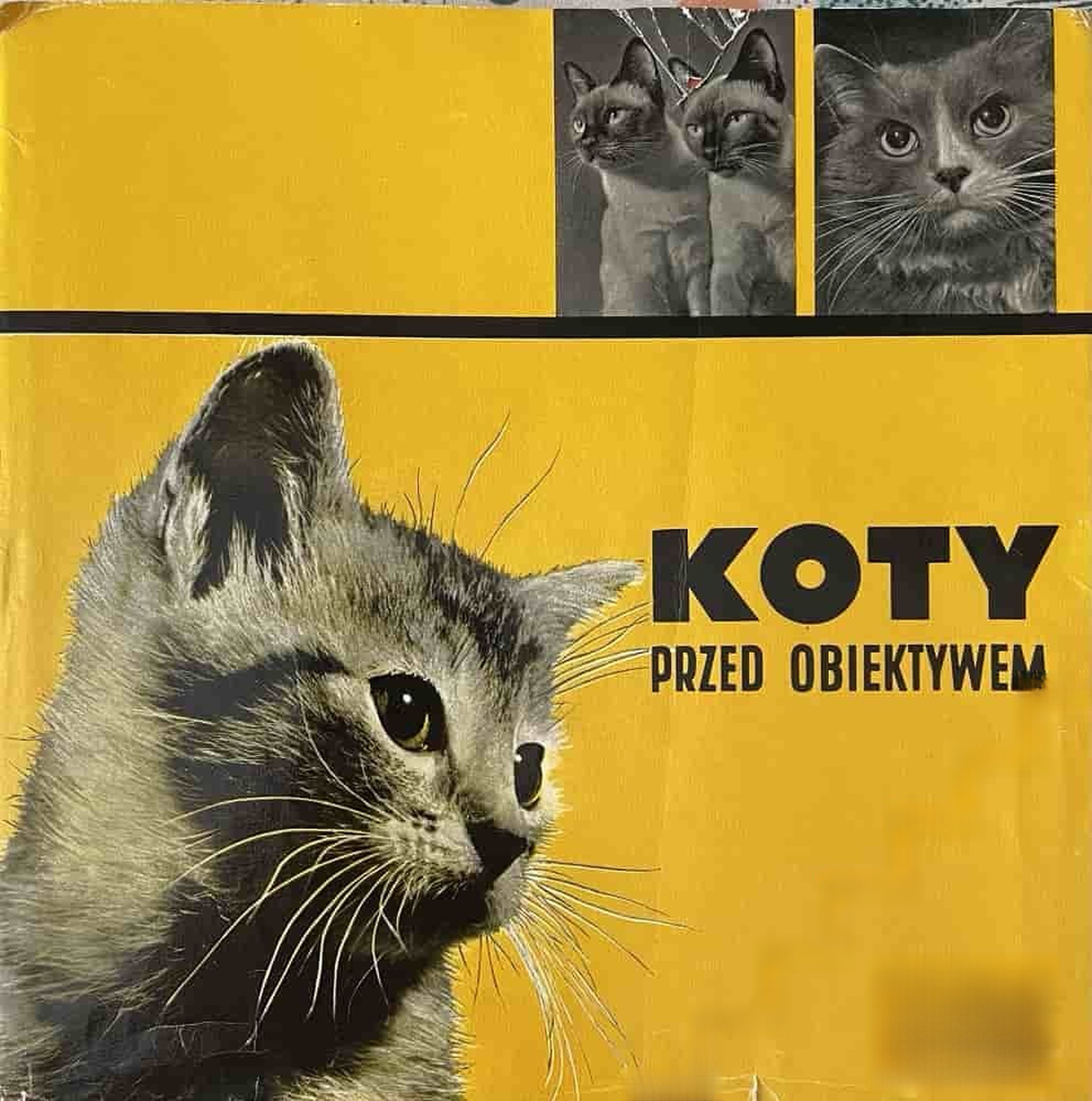 Koty przed obiektywem — обложка