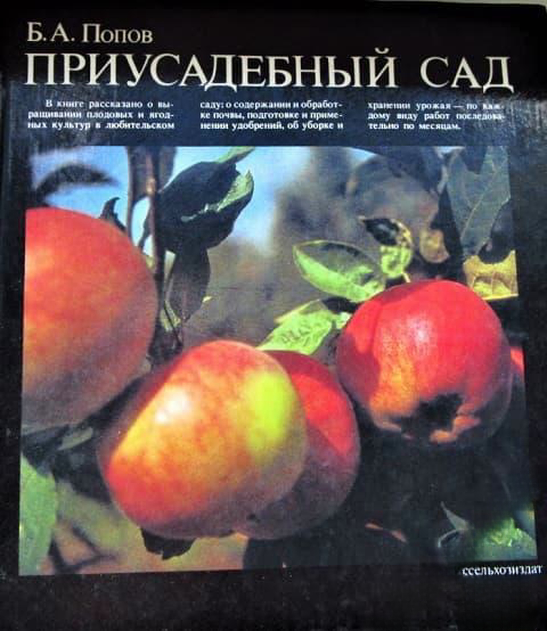 Приусадебный сад